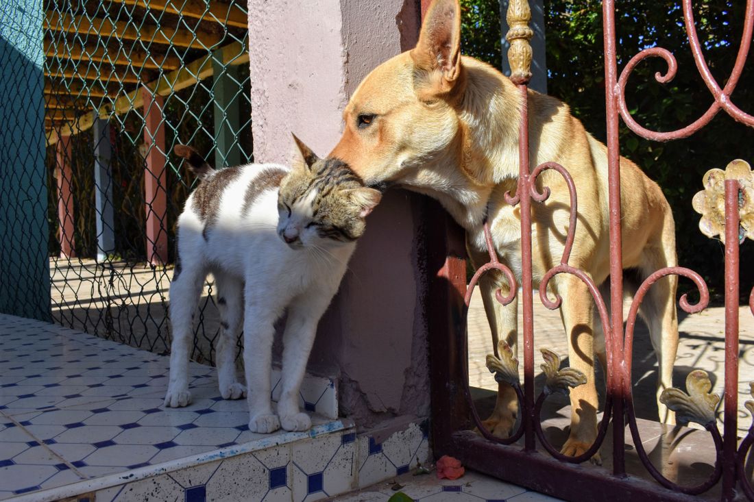 A dog nuzzling a cat — the ripple effect of care across animals, people, and communities