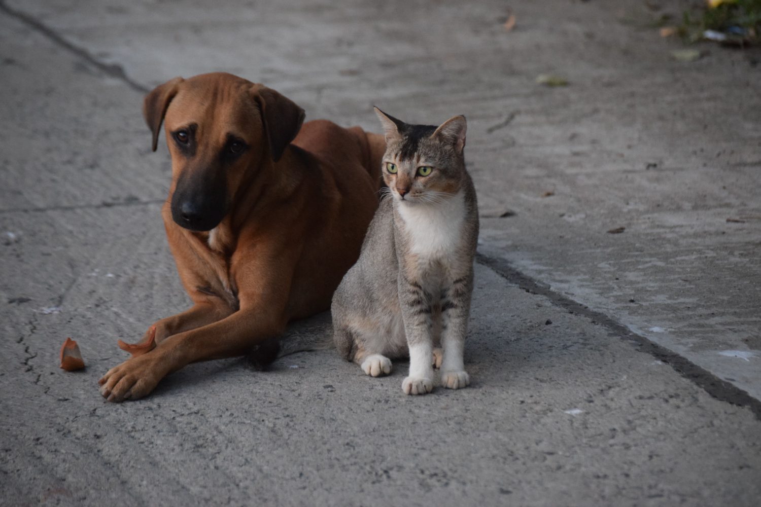 A dog and cat together — the animals at the heart of stronger welfare organizations